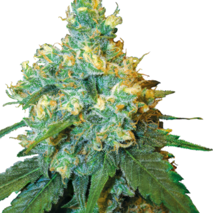 Jack Herer (FEM)