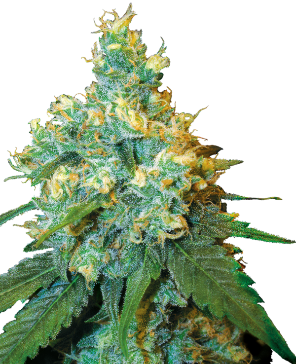 Jack Herer (FEM)