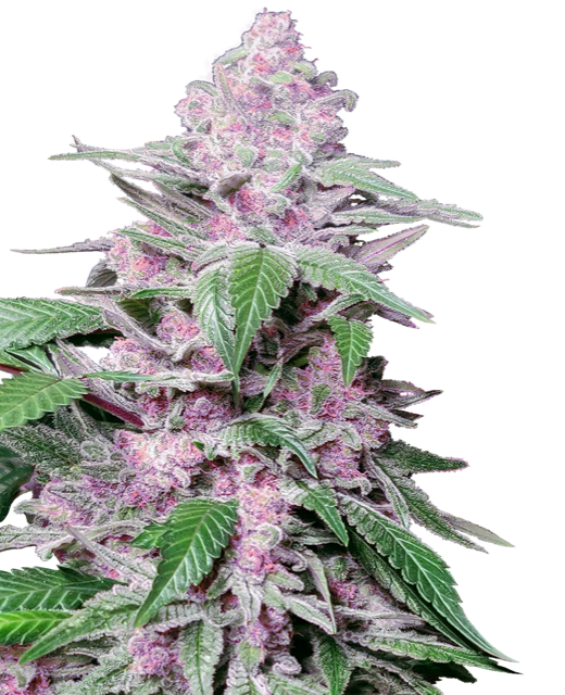 Purple Cookie Kush (FEM)