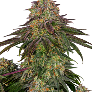 Sweet Cherry Kush (FEM)