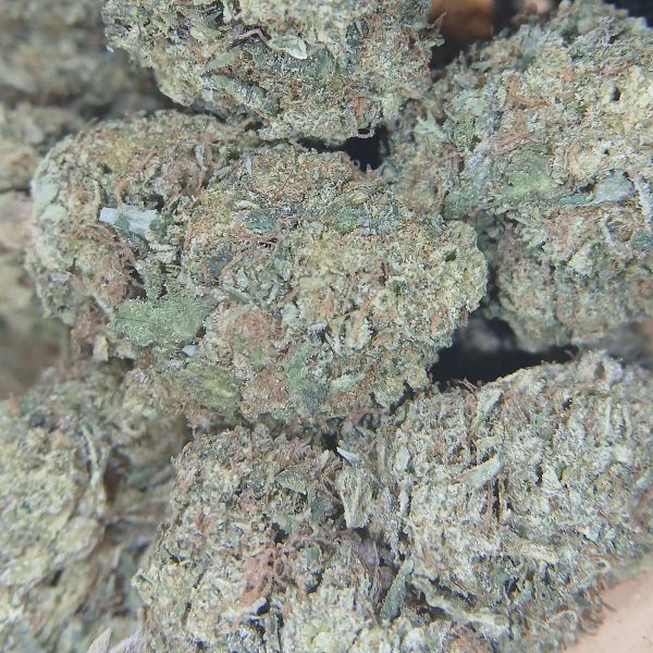 Guava