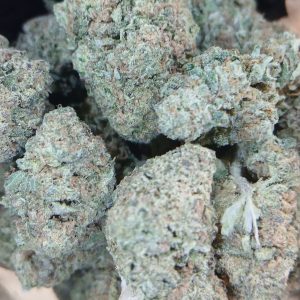 Papaya