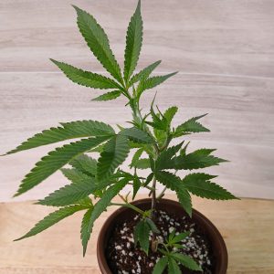Black Cherry Gushers Clone