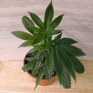 Ricky's Hash Plant Clone