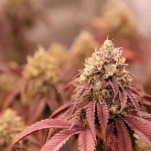 Black Cherry Gushers Clone
