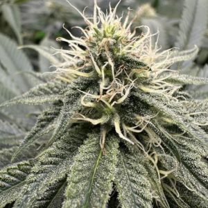 Bubbles Blueberry F4 Clone