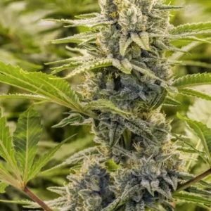 Ricky's Hash Plant Clone