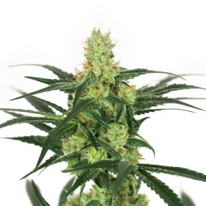 Jack Herer Clone