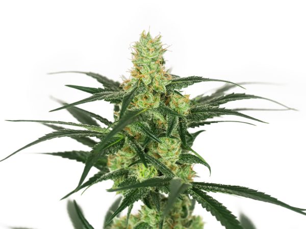Jack Herer Clone