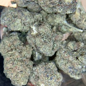 Orange-Sherbert-Flower-Maryland